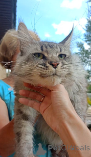 Photo №2 de l'annonce № 149425 de la vente maine coon - acheter à Fédération de Russie de la fourrière