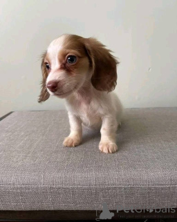 Photo №2 de l'annonce № 161308 de la vente  - acheter à Allemagne 