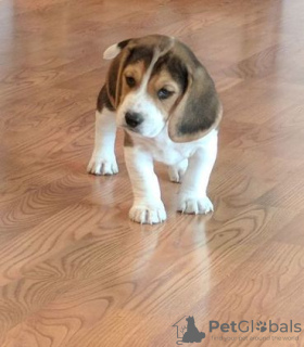 Photo №1. beagle - à vendre en ville de Düsseldorf | Gratuit | Annonce №123640