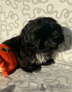 Photo №4. Je vais vendre shih tzu en ville de Ozorków. éleveur - prix - 287€