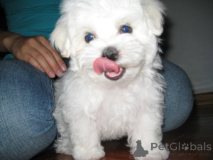 Photo №1. bichon maltais - à vendre en ville de Berlin | Gratuit | Annonce №139939