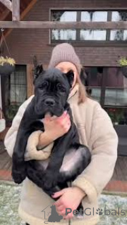 Photo №2 de l'annonce № 164216 de la vente cane corso - acheter à La Grande-Bretagne annonce privée, éleveur