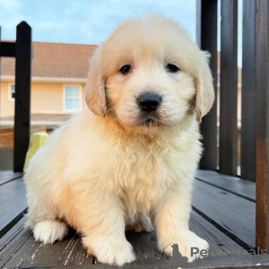 Photo №1. golden retriever - à vendre en ville de Los Angeles | 663€ | Annonce №127691