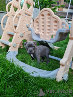 Photo №4. Je vais vendre staffordshire bull terrier en ville de Londres. annonce privée - prix - 400€