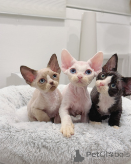 Photo №1. devon rex - à vendre en ville de Helsinki | négocié | Annonce № 161178