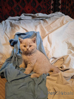 Photo №4. Je vais vendre british shorthair en ville de Alsdorf. annonce privée - prix - 380€