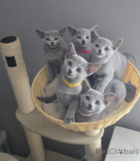 Photo №1. bleu russe - à vendre en ville de Jessen | 350€ | Annonce № 178448