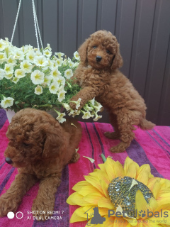 Photos supplémentaires: Chiots caniche toy (brun rouge). Nous vendons des mini chiots caniche toy.