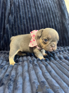 Photo №2 de l'annonce № 149554 de la vente bouledogue - acheter à USA annonce privée