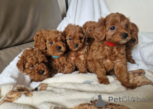 Photo №1. cavalier king charles spaniel - à vendre en ville de Hockenheim | 450€ | Annonce №171442