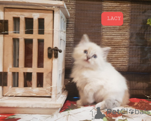 Photo №1. ragdoll - à vendre en ville de Ingolstadt | 280€ | Annonce № 144558