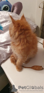 Photo №2 de l'annonce № 75880 de la vente maine coon - acheter à Pays Bas annonce privée, de la fourrière