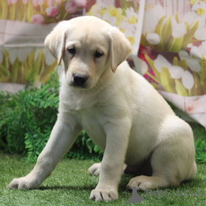 Photo №3. Flash Labrador Retriever Mâle de 9 semaines Prêt à rentrer à la maison. Allemagne