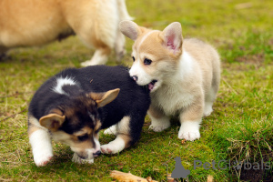 Photo №2 de l'annonce № 168443 de la vente welsh corgi - acheter à Danemark annonce privée, éleveur