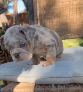 Photo №4. Je vais vendre bulldog anglais en ville de Clonmel. éleveur - prix - 250€