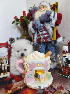 Photo №2 de l'annonce № 161369 de la vente spitz nain - acheter à Georgia annonce privée, de la fourrière, éleveur