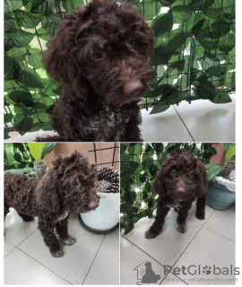 Photos supplémentaires: Chiots Lagotto Romagnolo à vendre