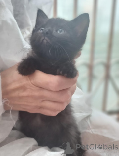 Photo №3. Merveilleux chatons Tim et Tom entre de bonnes mains.. Fédération de Russie