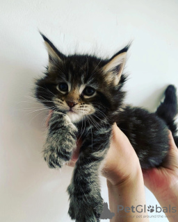 Photo №3. Chatons main-coon à vendre. La Moldavie