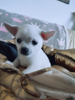 Photo №1. chihuahua - à vendre en ville de Nuremberg | 300€ | Annonce №127181