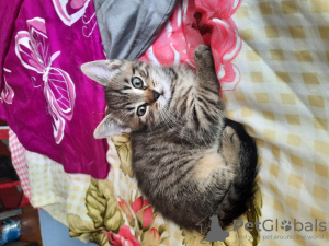 Photo №4. Je vais vendre  en ville de Брауншвейг. annonce privée - prix - 300€