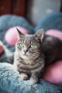 Photo №1.  - à vendre en ville de Khimki | Gratuit | Annonce № 159485