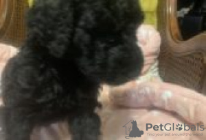 Photo №2 de l'annonce № 128840 de la vente malamute de l'alaska - acheter à La finlande éleveur