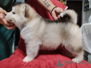 Photo №3. Chiots Malamute d'Alaska. Serbie