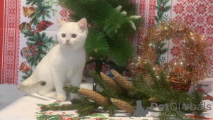 Photo №3. Britanique. Fédération de Russie