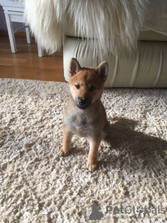 Photo №4. Je vais vendre shiba en ville de Minsk. annonce privée - prix - 874€