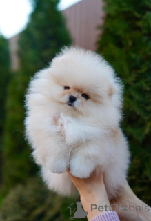 Photo №2 de l'annonce № 135438 de la vente spitz nain - acheter à France de la fourrière, éleveur