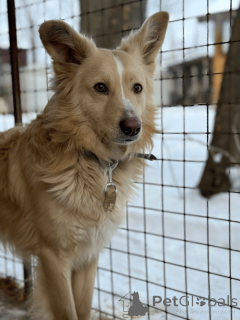 Photo №2 de l'annonce № 135203 de la vente chien bâtard - acheter à Fédération de Russie 
