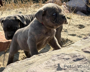 Photo №4. Je vais vendre cane corso en ville de Leipzig. annonce privée - prix - 531€