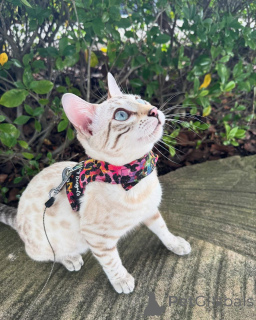 Photo №1. bengal - à vendre en ville de Kriens | 750€ | Annonce № 152739