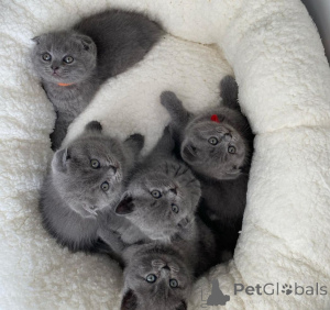 Photo №2 de l'annonce № 170935 de la vente scottish fold - acheter à La finlande 