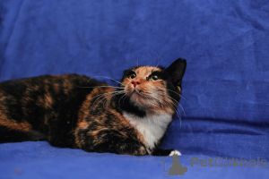 Photo №3. SWEETHEART CHERCHE UNE MAISON D'URGENCE !!!. Biélorussie