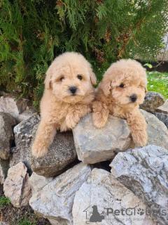 Photo №3. Chiots Maltipoo. Serbie
