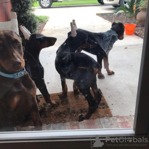 Photo №1. dobermann - à vendre en ville de Мадрид | négocié | Annonce №103886