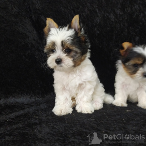 Photo №3. Chiots de parents d'exposition. Turquie