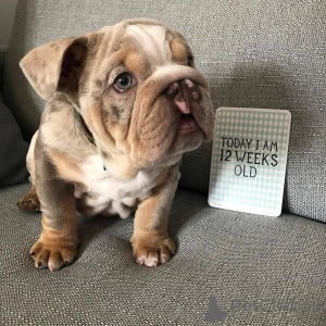 Photo №1. bulldog anglais - à vendre en ville de Los Angeles | 797€ | Annonce №135105