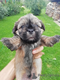 Photos supplémentaires: Race décorative Shorkie à la recherche d'une nouvelle maison.