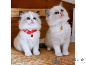 Photo №1. ragdoll - à vendre en ville de Willebroek | négocié | Annonce № 160492