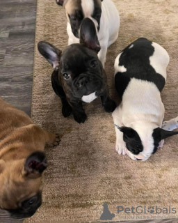 Photo №1. bouledogue - à vendre en ville de Бернау | 360€ | Annonce №127354