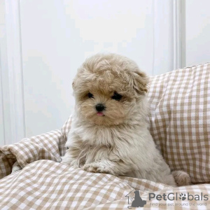 Photo №3. Chiots Maltipoo à la recherche d'une nouvelle maison Business WhatsApp. La finlande