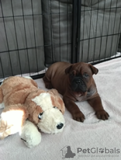 Photo №4. Je vais vendre  en ville de Narva. éleveur - prix - négocié