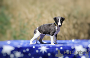 Photos supplémentaires: chiots whippets