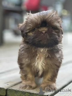 Photo №3. Chiots ShihTzu. Allemagne