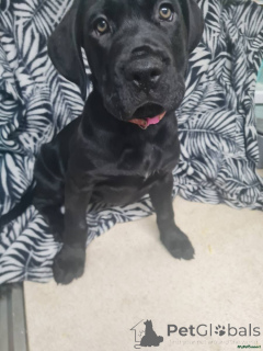 Photo №1. cane corso - à vendre en ville de Zweibrücken | 380€ | Annonce №166185