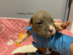 Photo №1. american bully - à vendre en ville de Панчево | 2600€ | Annonce №127736