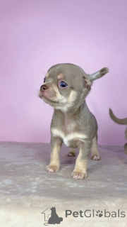 Photo №2 de l'annonce № 175424 de la vente chihuahua - acheter à Lituanie annonce privée, éleveur